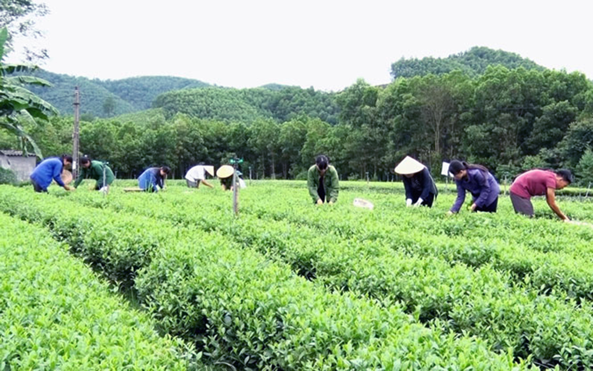 HTX Cao Sơn kiên trì sản xuất chè theo hướng hữu cơ