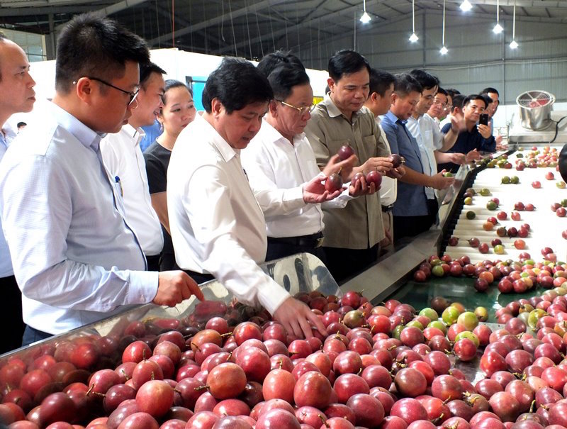 Xuất khẩu nông sản hướng đích 44 tỷ USD