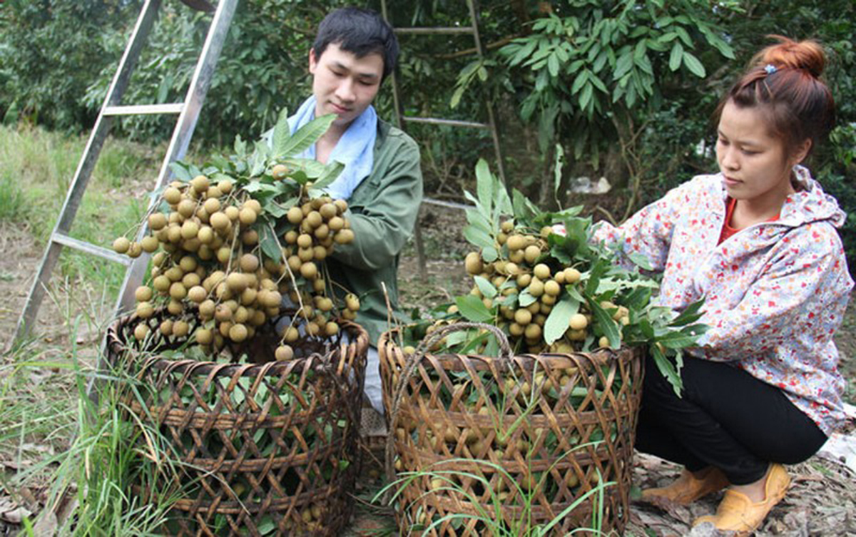 Hái 'trái ngọt' từ cây ăn quả hữu cơ