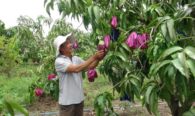 Rộng đầu ra nhờ trồng xoài GlobalGAP