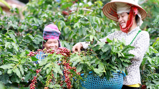 Thị trường nông sản ngày 16/1: Giá cà phê và lợn hơi tăng, tiêu giảm nhẹ