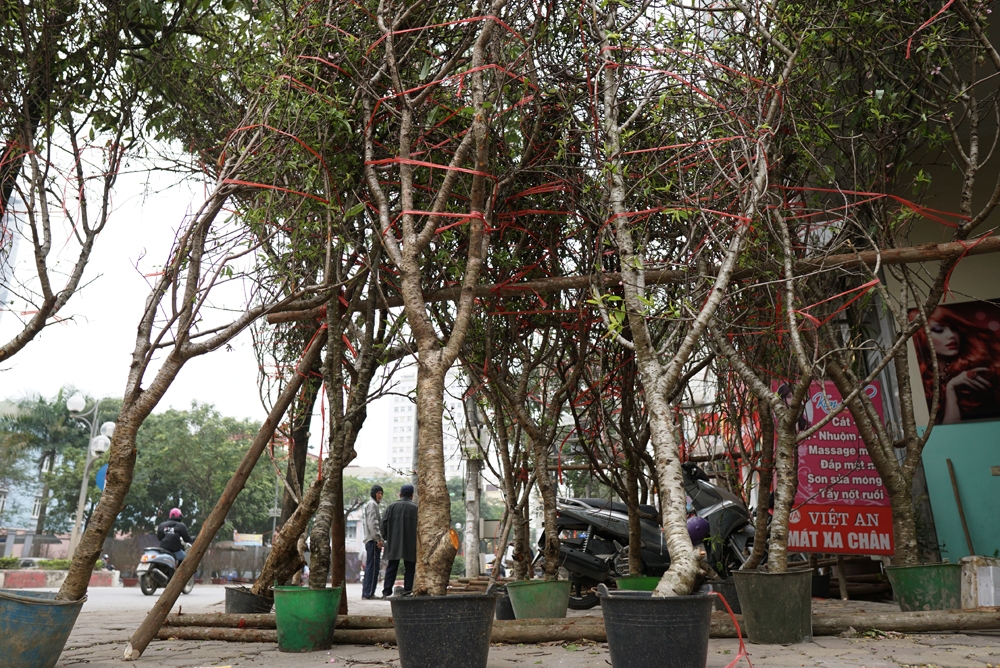 Bộ NN&PTNT: Truy xuất nguồn gốc để phân biệt đào rừng với đào trồng