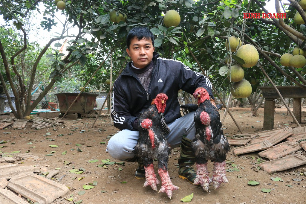Đột nhập trang trại gà chân voi, chưa Tết đã 'cháy hàng'