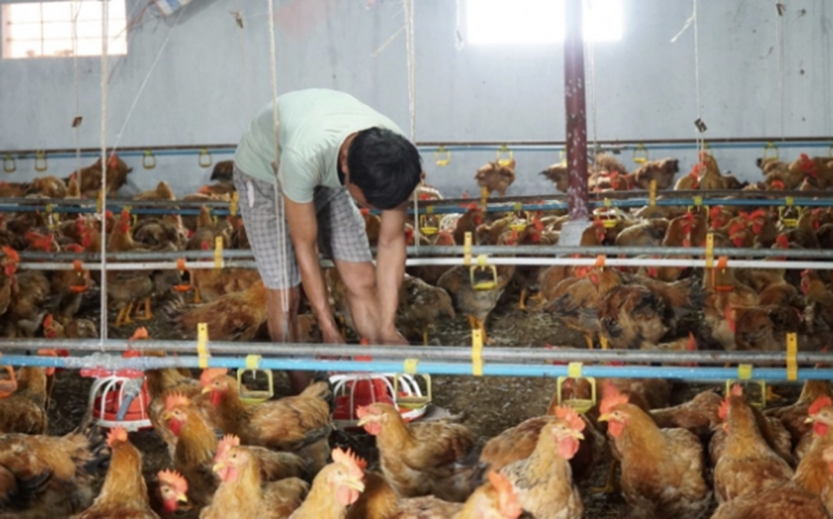 Liên kết nuôi gà VietGAP thu bạc triệu