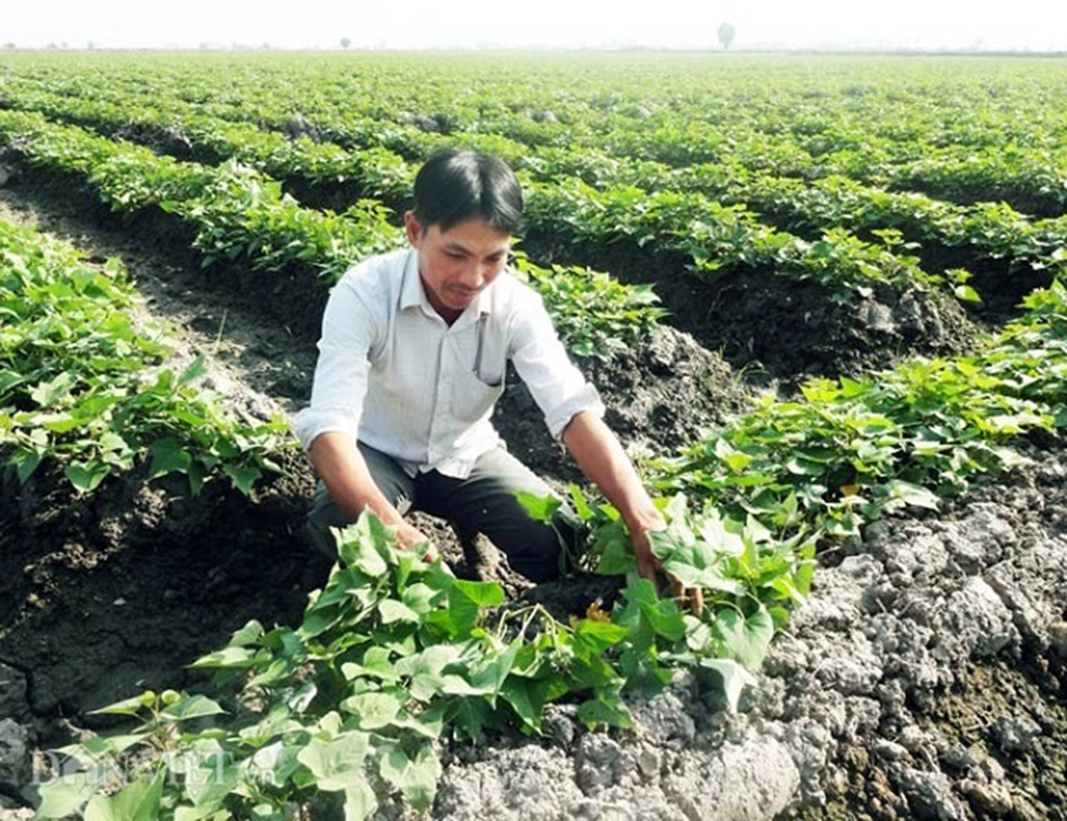 Liên kết tạo sức bật cho nông nghiệp sạch ở Hòn Đất