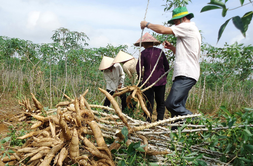 Sắn tác dụng chữa bệnh của Sắn