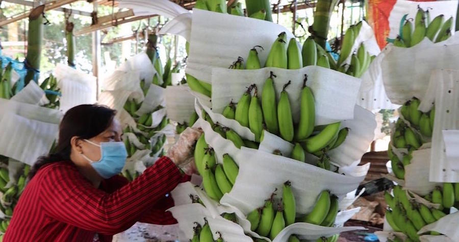 Trung Quốc không còn là thị trường dễ tính với nông sản Việt