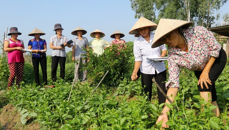 HTX phát triển nông nghiệp hữu cơ: Vẫn... khó trăm bề