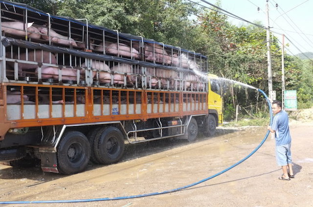 Chặn đường buôn lậu lợn từ Việt Nam sang Trung Quốc