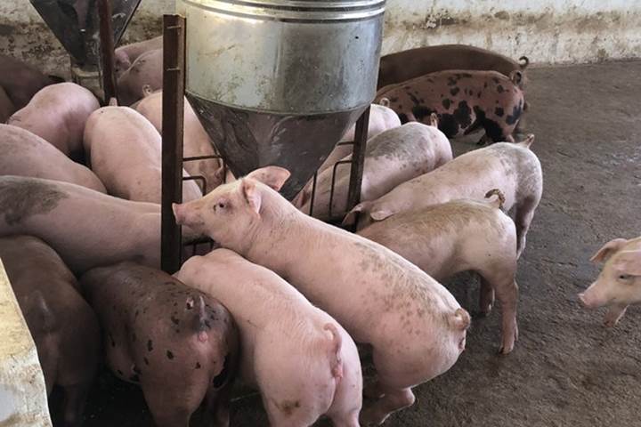 Thị trường nông sản ngày 26/1: Giá lợn hơi dứt đà tăng, cà phê giảm nhẹ