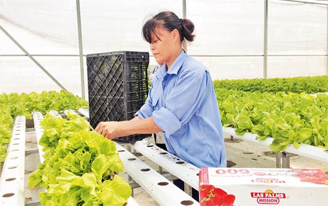 HTX Đa Tốn: Sản xuất xanh từ rau thủy canh