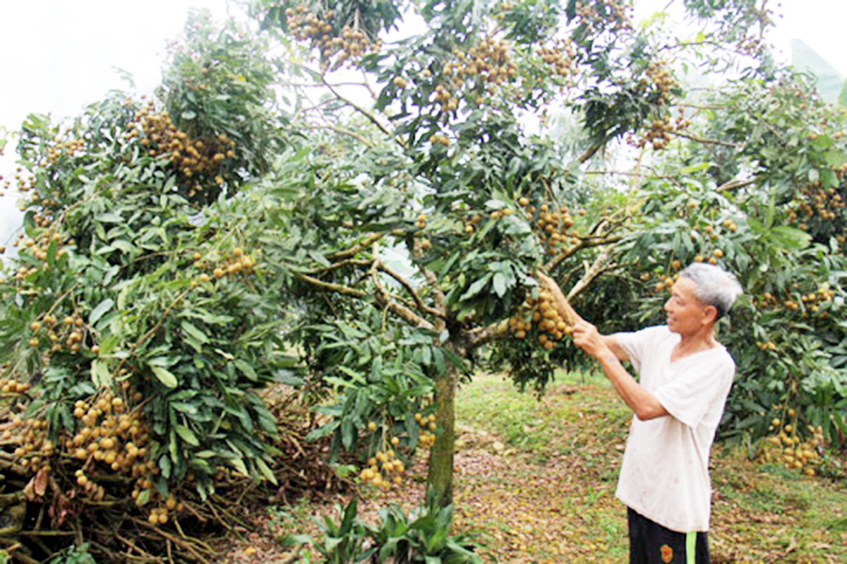 Làm giàu từ trái sạch