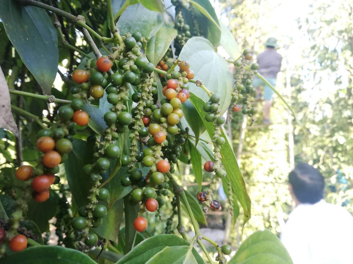 Thị trường nông sản ngày 27/1: Giá tiêu ổn định, cà phê tăng nhẹ, lợn hơi cao nhất 85.000 đồng/kg