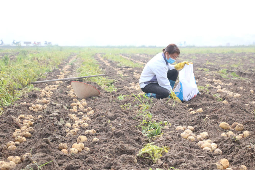 Trồng khoai tây VietGAP: Việc trồng khoai tây đạt chuẩn VietGAP giúp đảm bảo sản phẩm an toàn cho người tiêu dùng, đồng thời cũng tăng giá trị sản phẩm và nâng cao thu nhập cho các nông dân. Hãy xem hình ảnh để tìm hiểu chi tiết hơn về quy trình trồng khoai tây đạt chuẩn này.