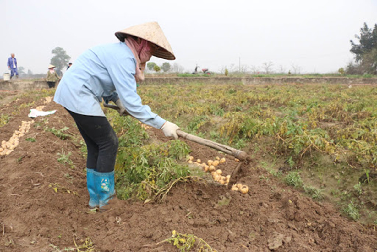 Triển vọng từ trồng khoai tây VietGAP ở Đông Triều