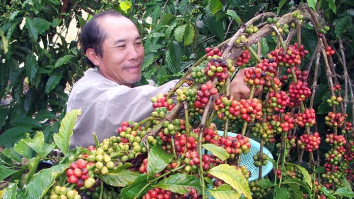 Thị trường nông sản ngày 28/1: Giá cà phê tăng nhẹ, lợn hơi tiếp đà giảm
