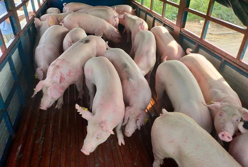 Thủ tướng yêu cầu triển khai các biện pháp nhằm bình ổn giá thịt lợn