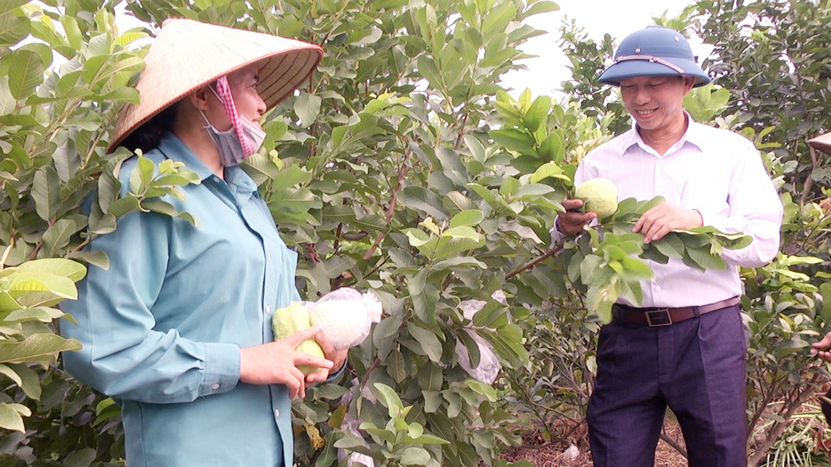 Ổi lê Tân Yên: Cây xanh, trái ngọt