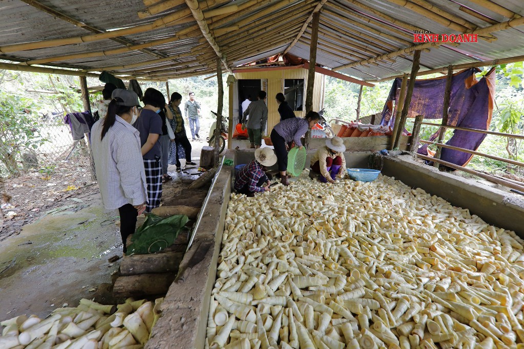 Ngọc xanh đem xuân về cho bản Bướt