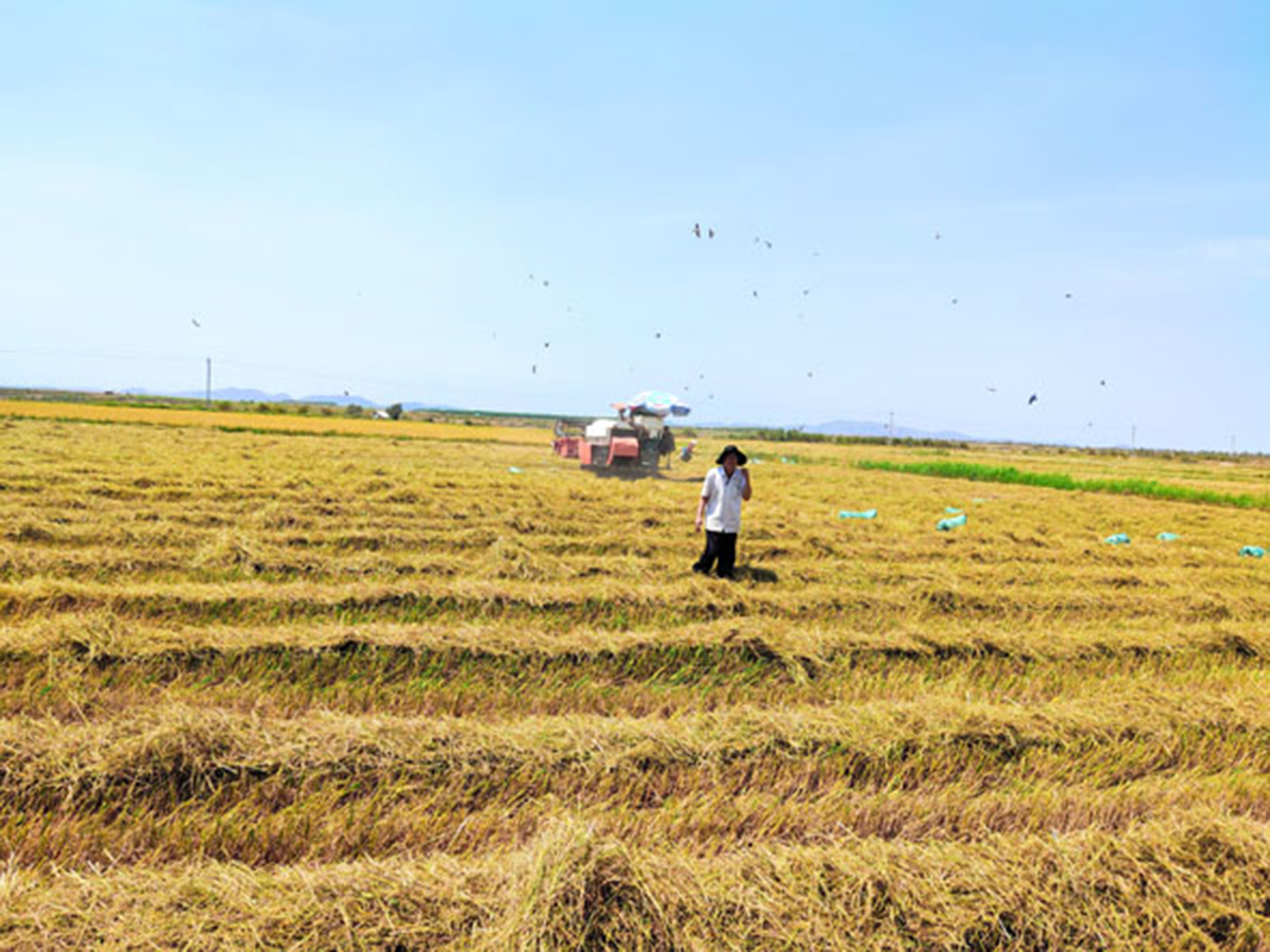 Đất cằn chuyển mình cùng nông nghiệp sạch