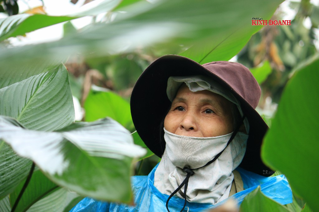 Lá dong Tràng Cát hối hả chạy đua với Covid-19
