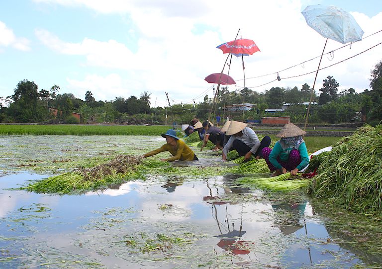 Rau sạch Thống Nhất vươn xa nhờ liên kết chuỗi
