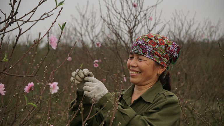 Sắc đào thêm thắm nhờ sản xuất 'xanh'