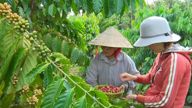 Thị trường nông sản ngày 3/2: Giá cà phê giảm, lợn hơi cao nhất 83.000 đồng/kg