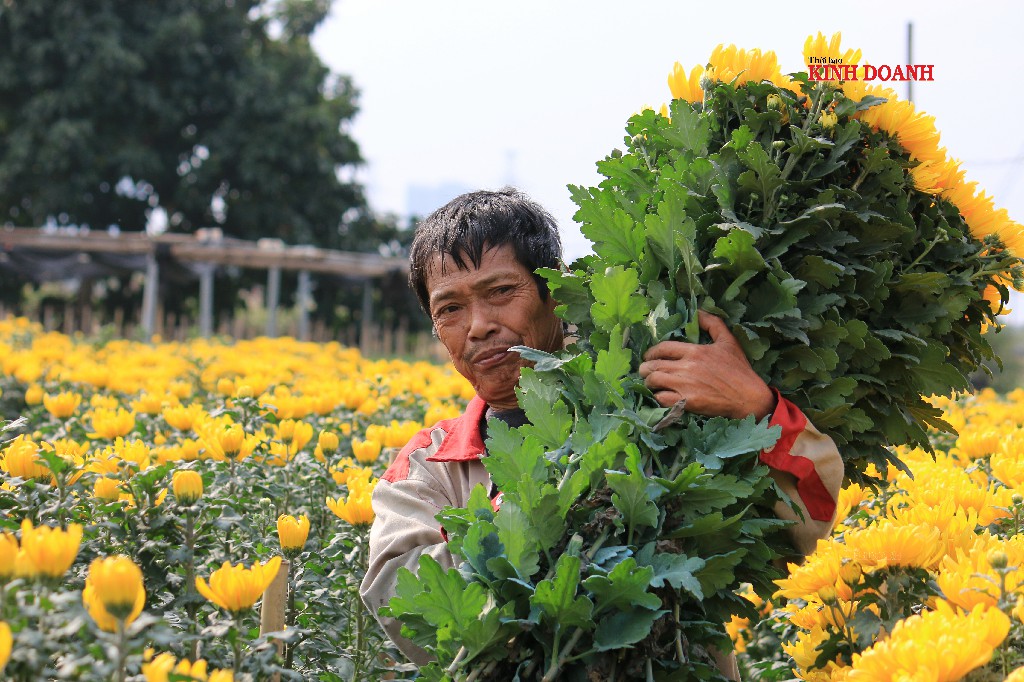 Giá hoa thấp kỷ lục, làng hoa Tây Tựu, Hạ Mỗ 'ngồi trên đống lửa'