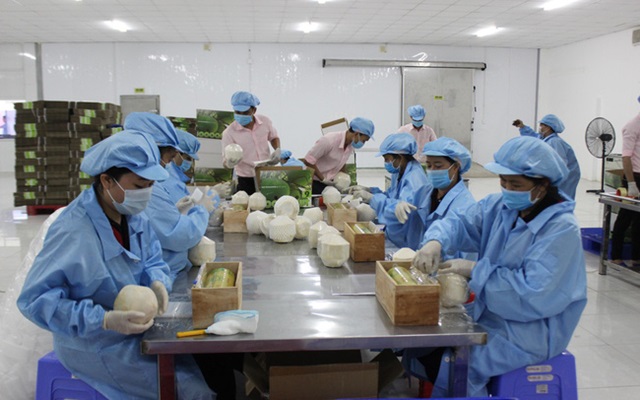 Xuất khẩu rau quả tháng đầu năm đạt 556,22 triệu USD
