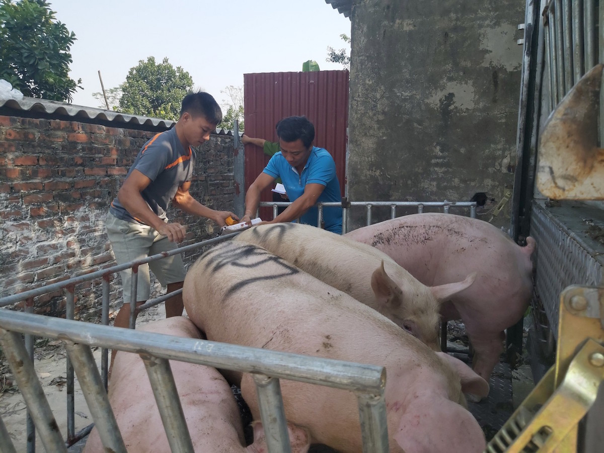 Thị trường nông sản ngày 6/2: Giá lợn hơi giảm sốc tới 5.000 đồng/kg, tiêu và cà phê 'đứng yên'