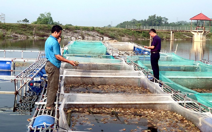 Môi trường 'xanh' nhờ... nuôi đa con
