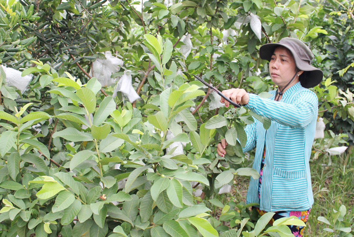 Hướng đi bền vững từ trồng ổi VietGAP ở Đức Hòa