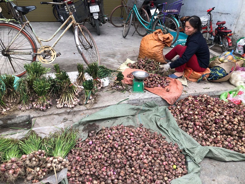 Thái Bình: Củ tỏi khó đầu ra vì Covid-19
