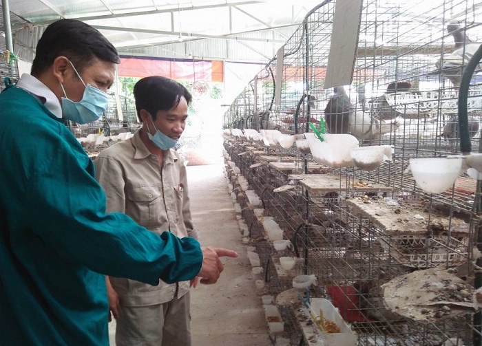 Kinh nghiệm nuôi chim bồ câu trên đệm lót sinh học ở HTX Quốc Anh
