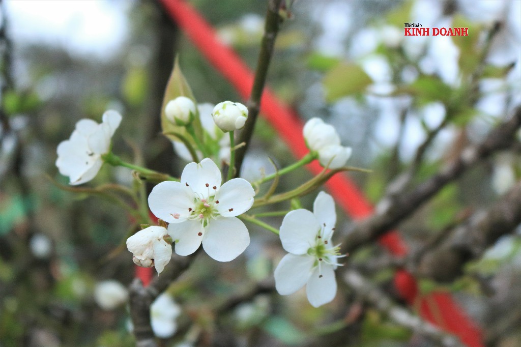 Thú chơi hoa lê Rằm tháng Giêng
