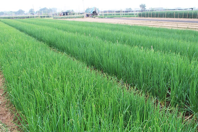 Hành lá ở Hà Nội thoát cảnh 'cho không ai lấy', được mua 3.000 đồng/kg