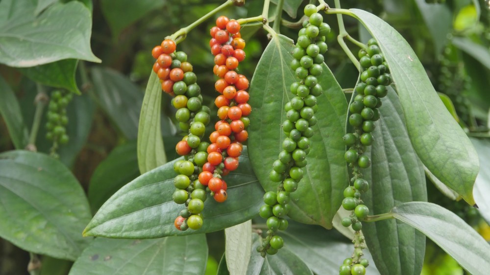 Thị trường nông sản ngày 27/2: Giá tiêu tăng 500 đồng/kg, cà phê 'quay đầu' giảm