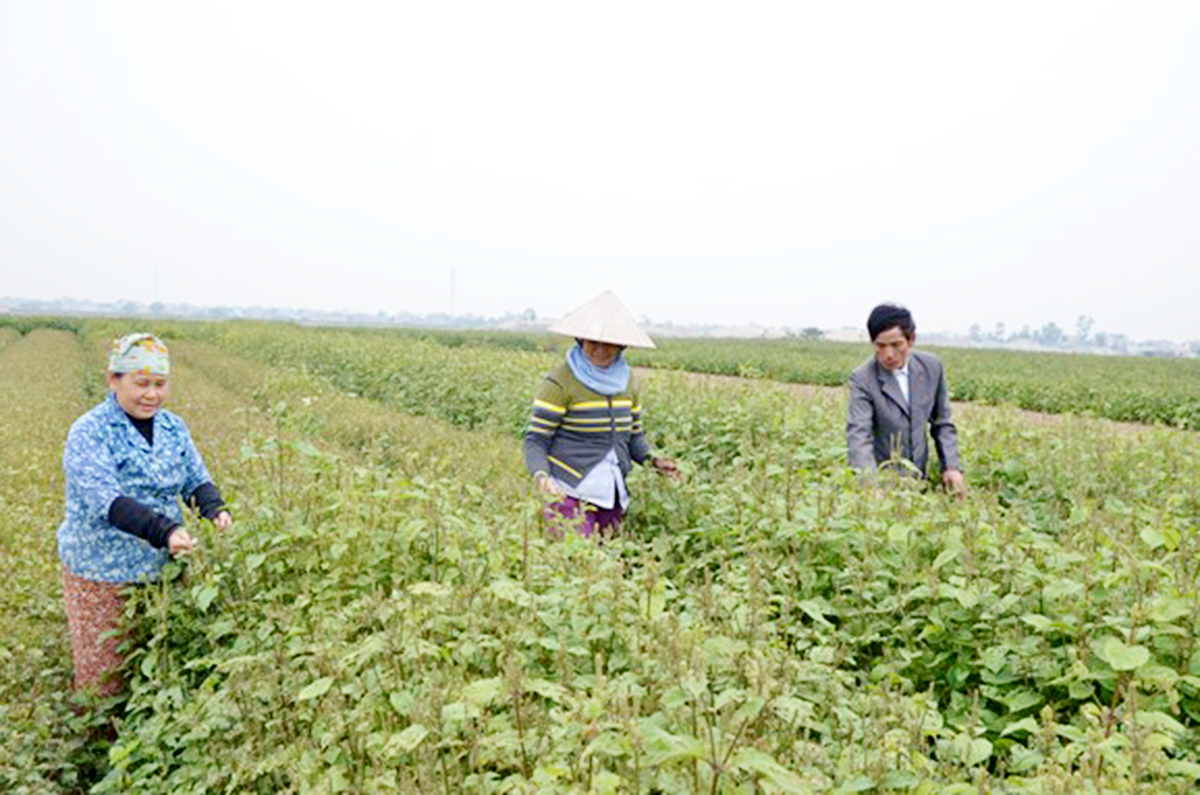 Nông dân Hải Hậu 'sống khỏe' cùng cây dược liệu