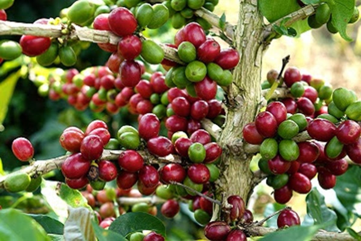 Thị trường nông sản ngày 2/3: Giá cà phê và lợn hơi giảm, tiêu tăng 500 đồng/kg