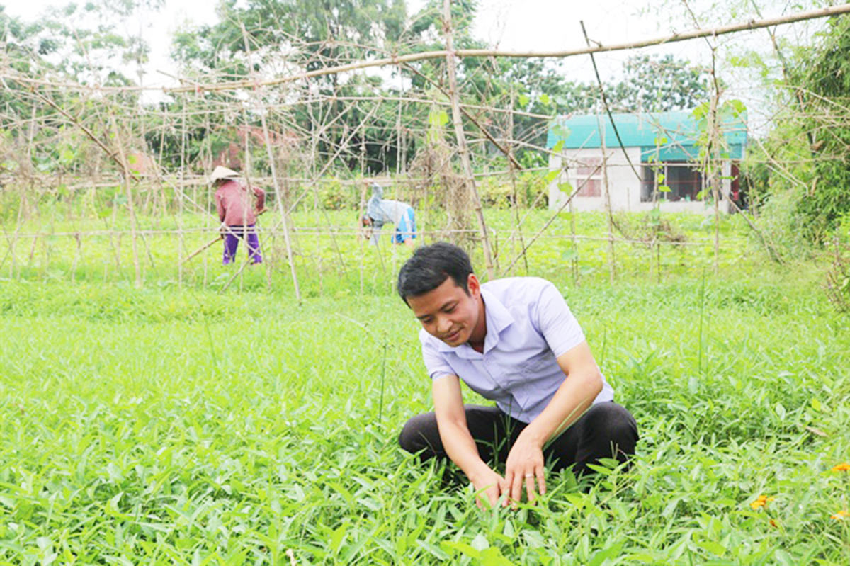 'Xanh' như rau hữu cơ Trác Văn
