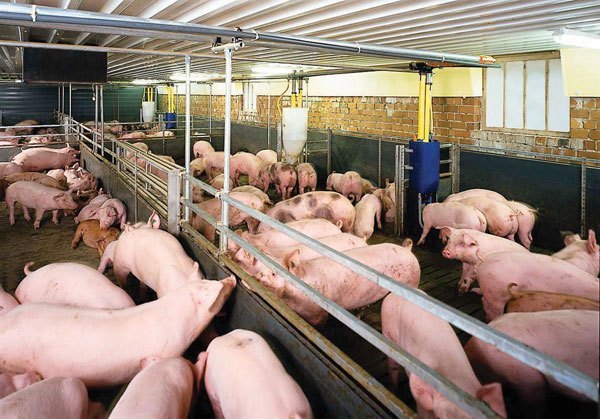 Vi phạm quy định về xử lý chất thải chăn nuôi bị phạt đến 20 triệu đồng