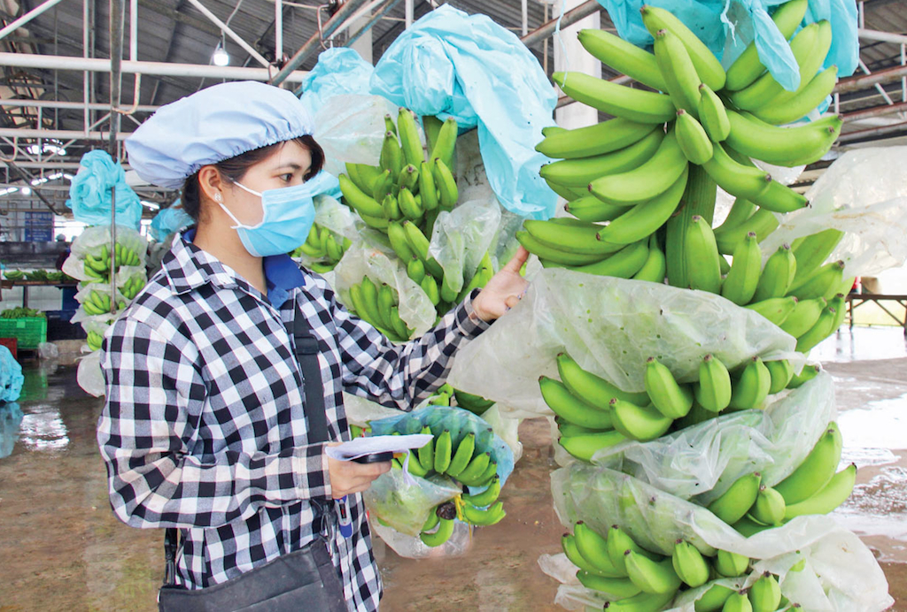 Làm gì để quả chuối vững bước xuất ngoại?