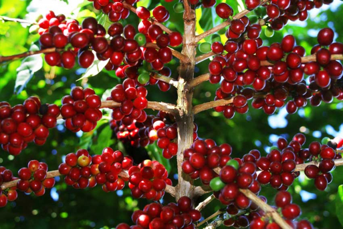 Thị trường nông sản ngày 4/3: Giá cà phê giảm theo thế giới, tiêu tăng thêm 500 đồng/kg