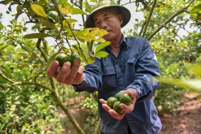 HTX Nam Kim: Chế biến sâu nâng giá trị quả chanh 'xanh'