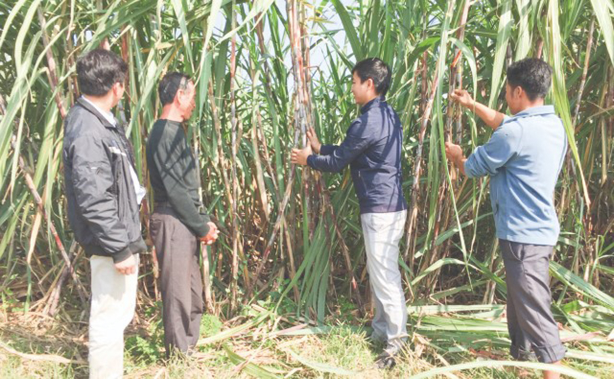 'Vị ngọt' từ mía hữu cơ ở Thọ Xuân