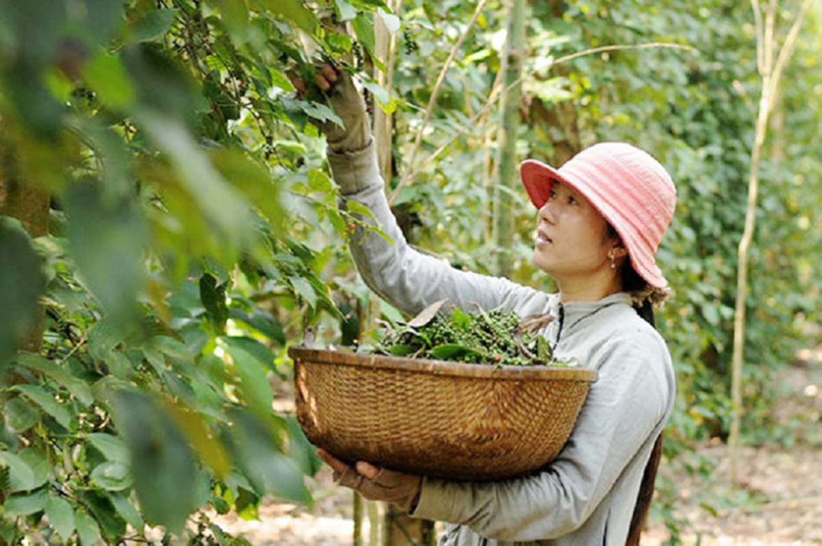 Sản xuất 'xanh' trên vùng đất 'thép'