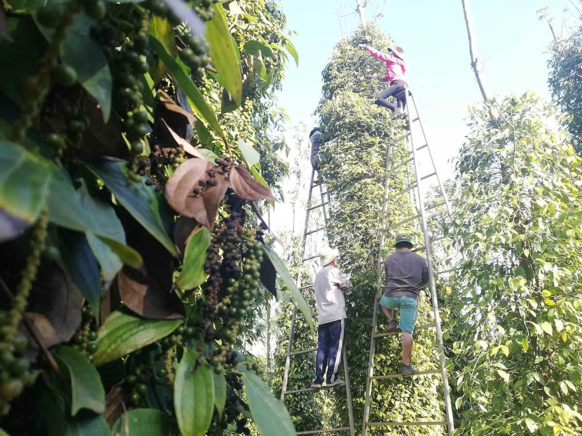 Thị trường nông sản ngày 9/3: Giá tiêu tăng sốc vượt mốc 60.000 đồng/kg, cà phê giảm nhẹ