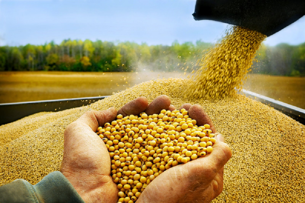 Nhập khẩu đậu nành tăng mạnh, năm 2021 có thể vượt 1 tỷ USD