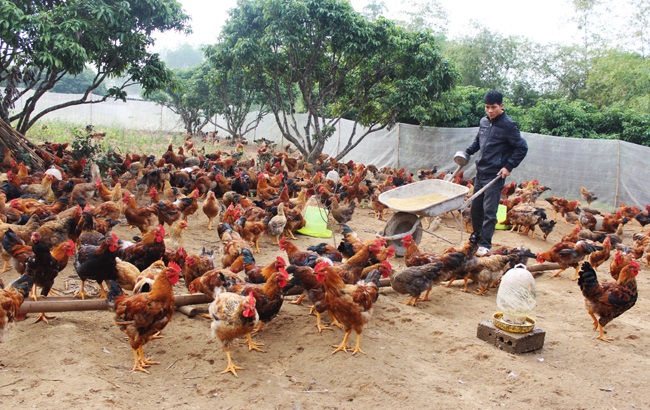 Kinh nghiệm nuôi gà sinh học ở Tổ hợp tác Yên Nghiệp